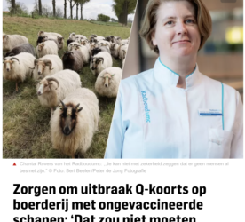 Brabants Dagblad: Zorgen om uitbraak Q-koorts op boerderij met ongevaccineerde schapen: